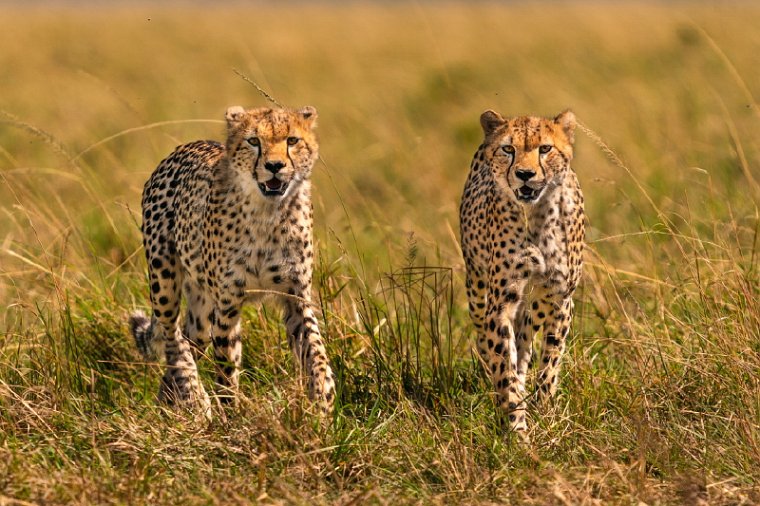 055 Masai Mara.jpg